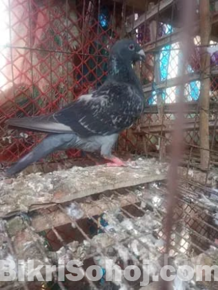 মাদি কবুতর